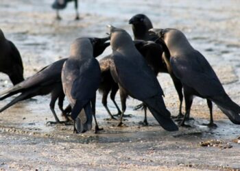 रत्नपार्कमा ‘काग सम्मेलन’