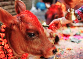तिहारको तेस्रो दिन आज गाई पूजा