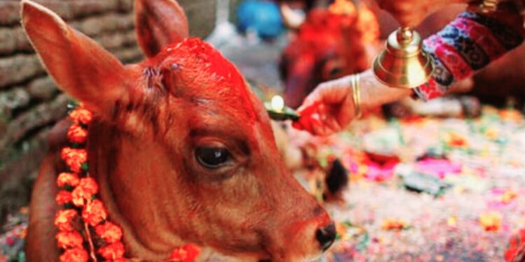 तिहारको तेस्रो दिन आज गाई पूजा
