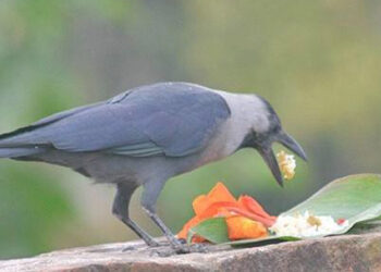 यमपञ्चक सुरु, आज काग तिहार