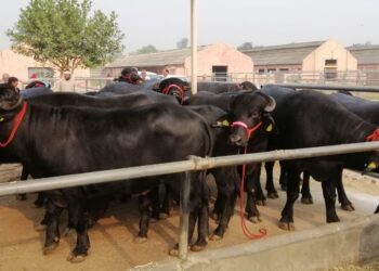 नेपाल आइपुगे ‘मुर्रा’ राँगा