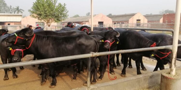 नेपाल आइपुगे ‘मुर्रा’ राँगा