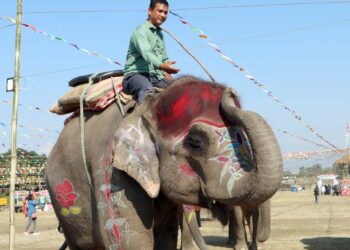 सेल्फीकलीले जितिन् हात्ती सुन्दरीको उपाधि