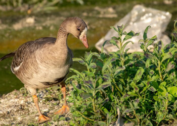 भक्तपुरमा भेटियो दुर्लभ चरा ‘स्वेतमाथा कलहाँस’