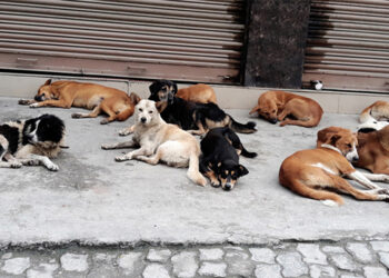 काठमाडौंका कुकुरमा ‘डिस्टेम्पर’ रोग, सचेत रहन आग्रह
